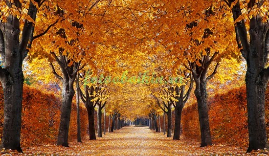 Осенний парк с кленами