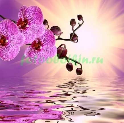 Пурпурная орхидея под солнцем