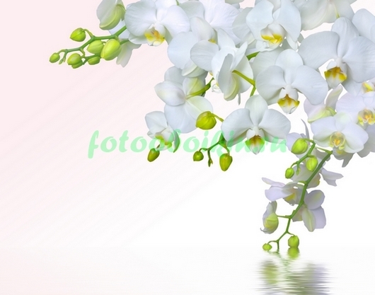 Белая гроздь орходей