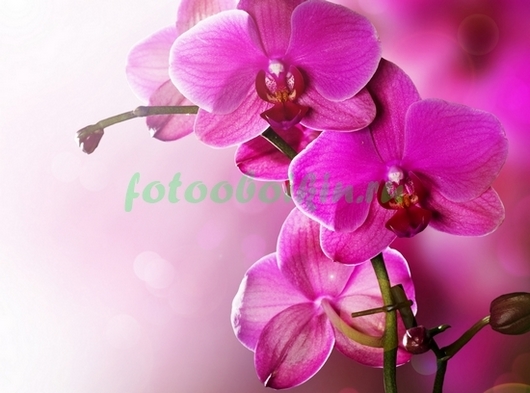 Лиловая орхидея