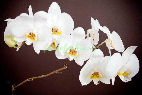 Белая орхидея а темном фоне