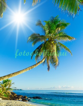 Высокая пальма на пляже
