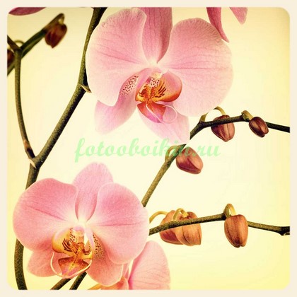 Розовые орхидеи на бежевом фоне