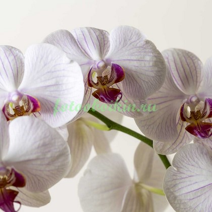 Крупные цветы орхидеи