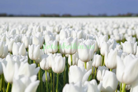 Поле белых тюльпанов