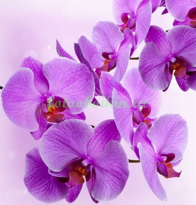Ярко пурпурная орхидея