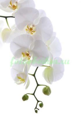 Светло белая орхидея