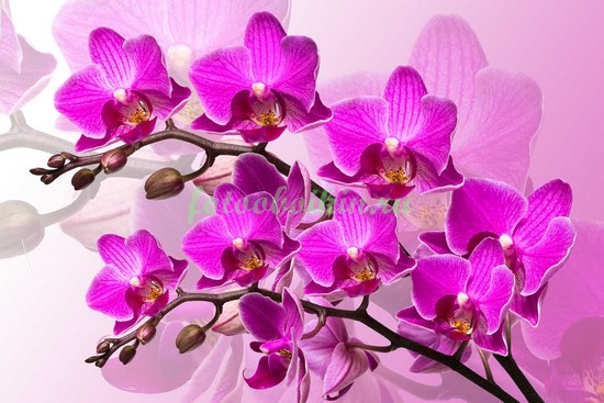 Две веточки орхидеи