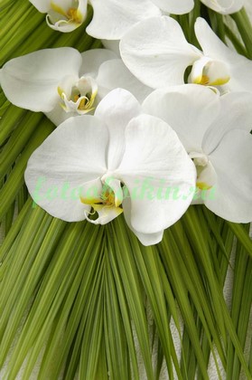 Белая орхидея на пальмовых ветках