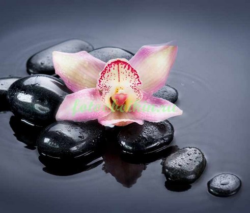 Орхидея розовая на камнях