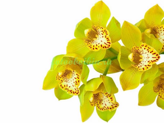 Ярко желтая орхидея