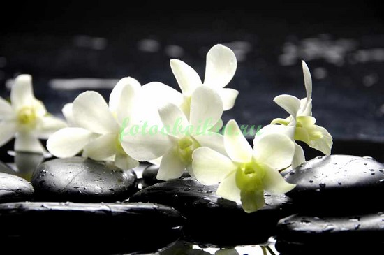 Веточка белой орхидеи