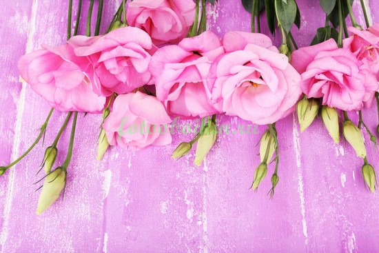 Розовые лизиантусы