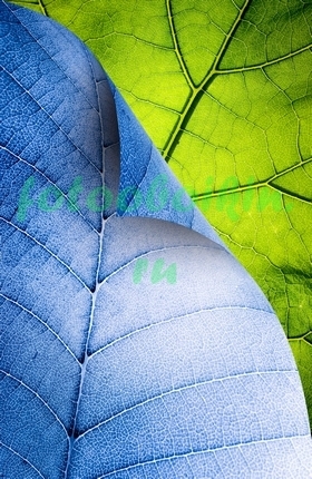 Синий и зеленый лист