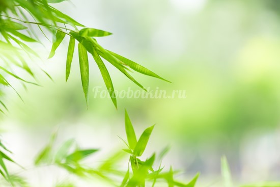 Листья бамбука на зеленом фоне