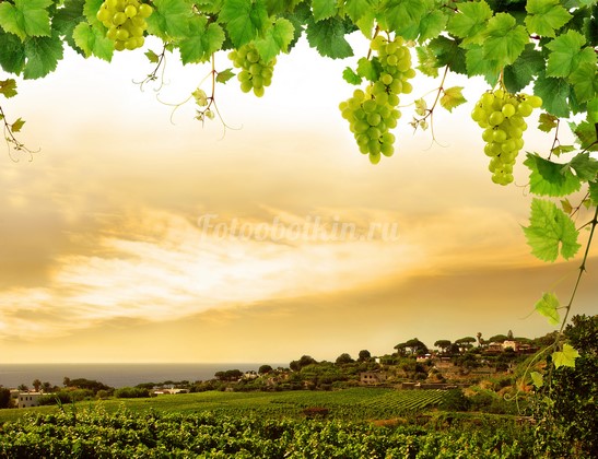 Виноградник в Италии