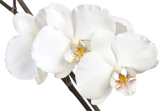Белая орхидея белый фон