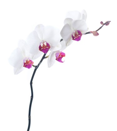 Ветка орхидеи на белом фоне