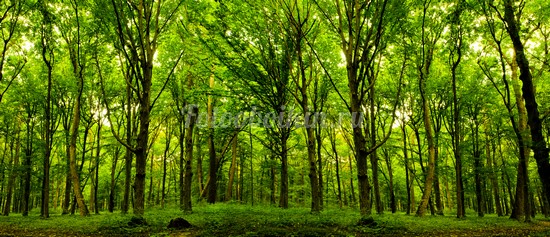 Ярко зеленый лес