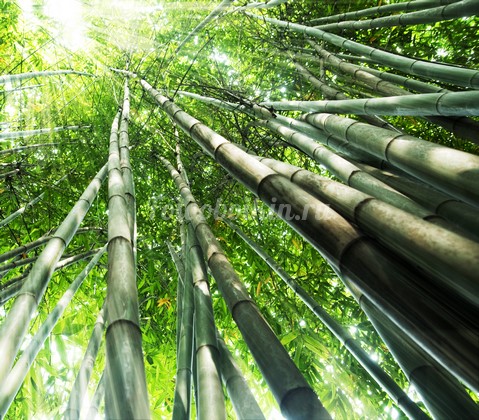 Высокий бамбук