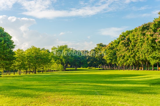 Зеленый луг с деревьями