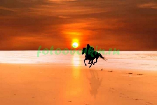 Конь бежит по пляжу