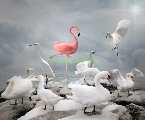 Розовый фламинго и лебеди