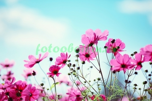 Фотообои 🌟 Полевые цветы на фоне неба ([%SKU%]): купить по приятной цене в  Иркутске