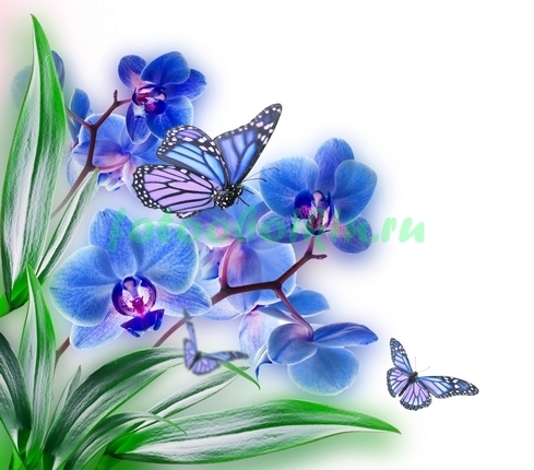 Бабочки на синей орхидеи