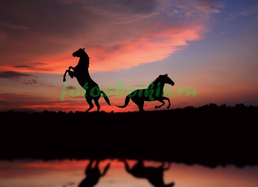 Две лошади на фоне заката