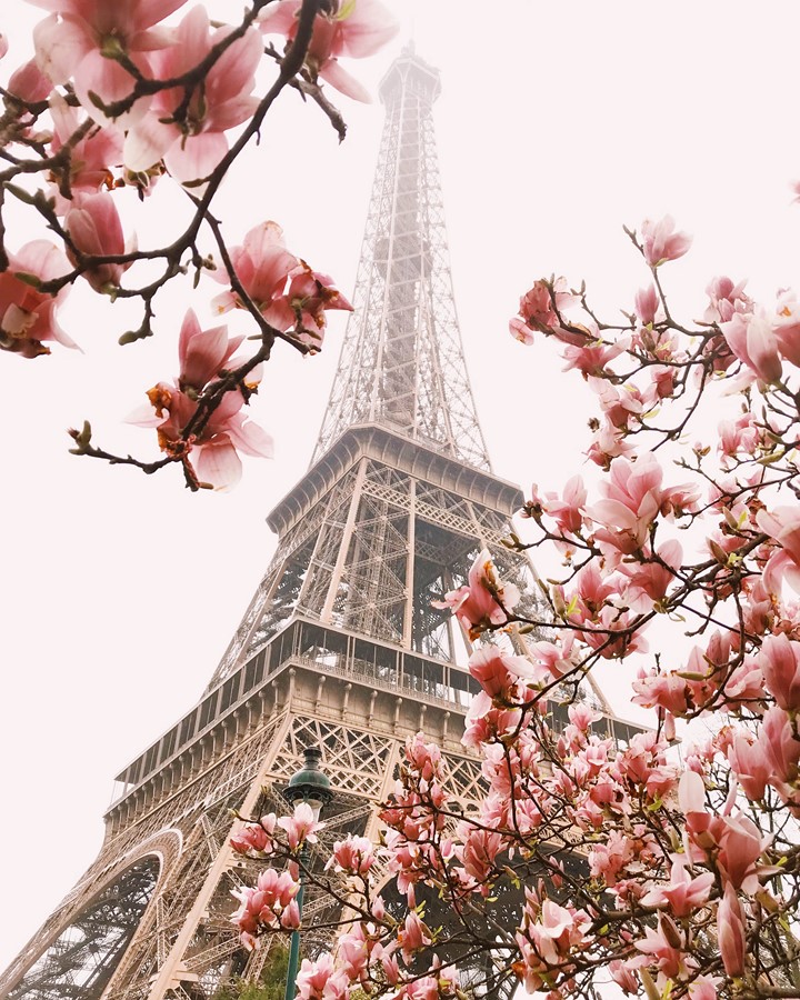 Цветы в Париже