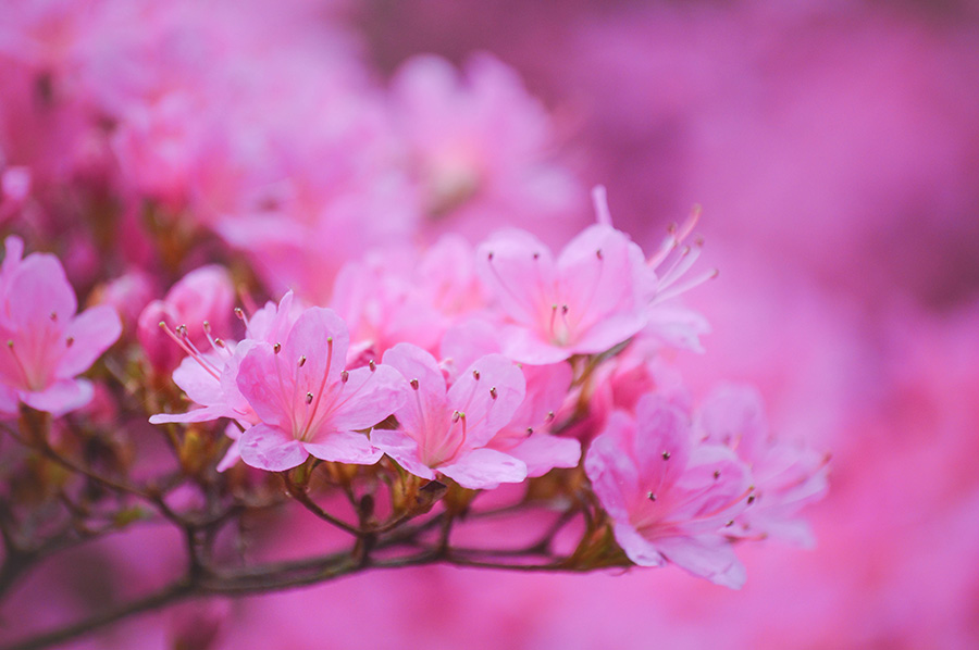 Розовые цветы сакуры